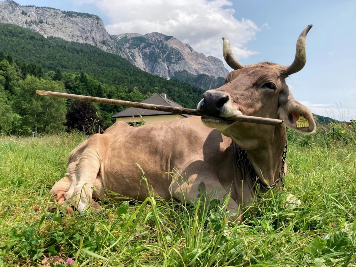 Veronika resting while using a stick Photo credit Antonio J Osuna Mascaro.jpg