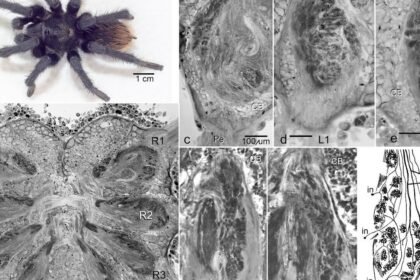 Cne70122 fig 0006 m.jpg