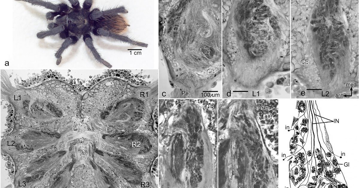 Cne70122 fig 0006 m.jpg