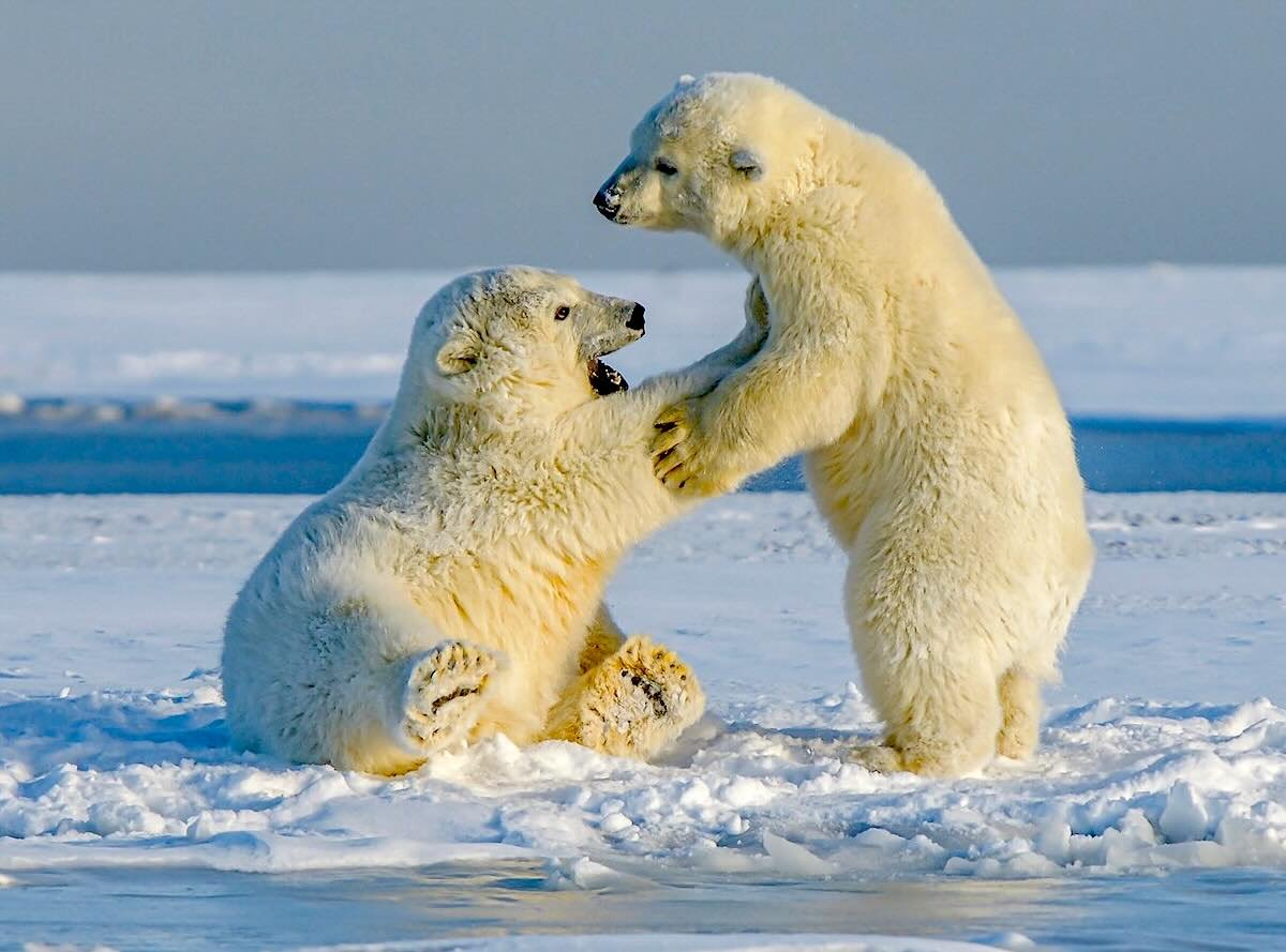 Polar bear cubs.jpg