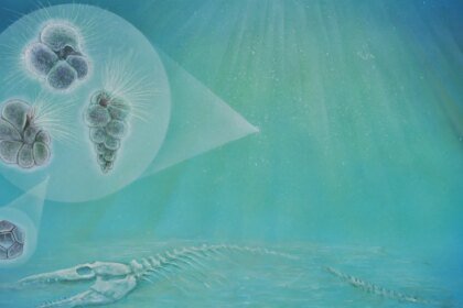 020426 ED asteroid main.jpg