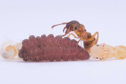 022426 JB caterpillars main.jpg