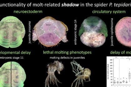 1 s2.0 S0012160626000448 ga1 lrg.jpg