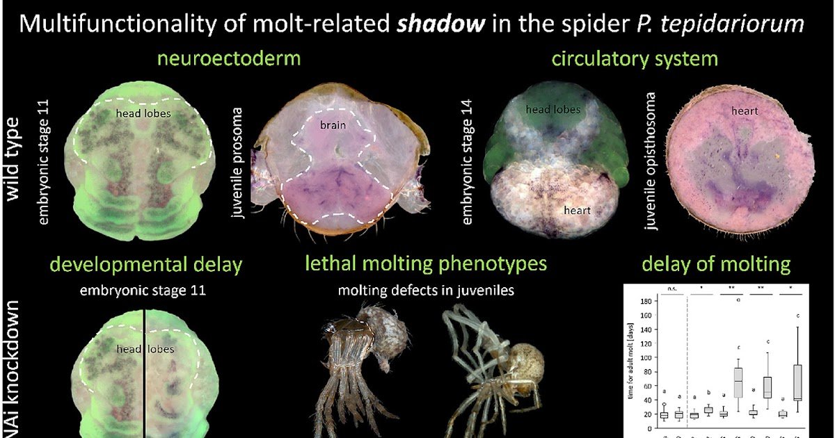 1 s2.0 S0012160626000448 ga1 lrg.jpg