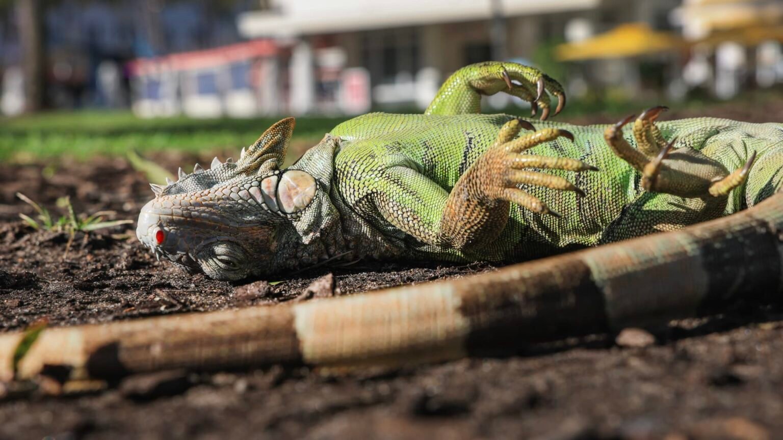 108259943 1769979391040 gettyimages 2259401557 jr 15385 gn8vh8om.jpeg