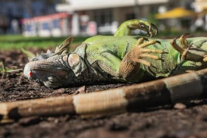 108259943 1769979391040 gettyimages 2259401557 jr 15385 gn8vh8om.jpeg