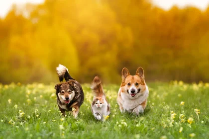 5691a440 0766 11f1 bfdd 0a1522dd251f.webp