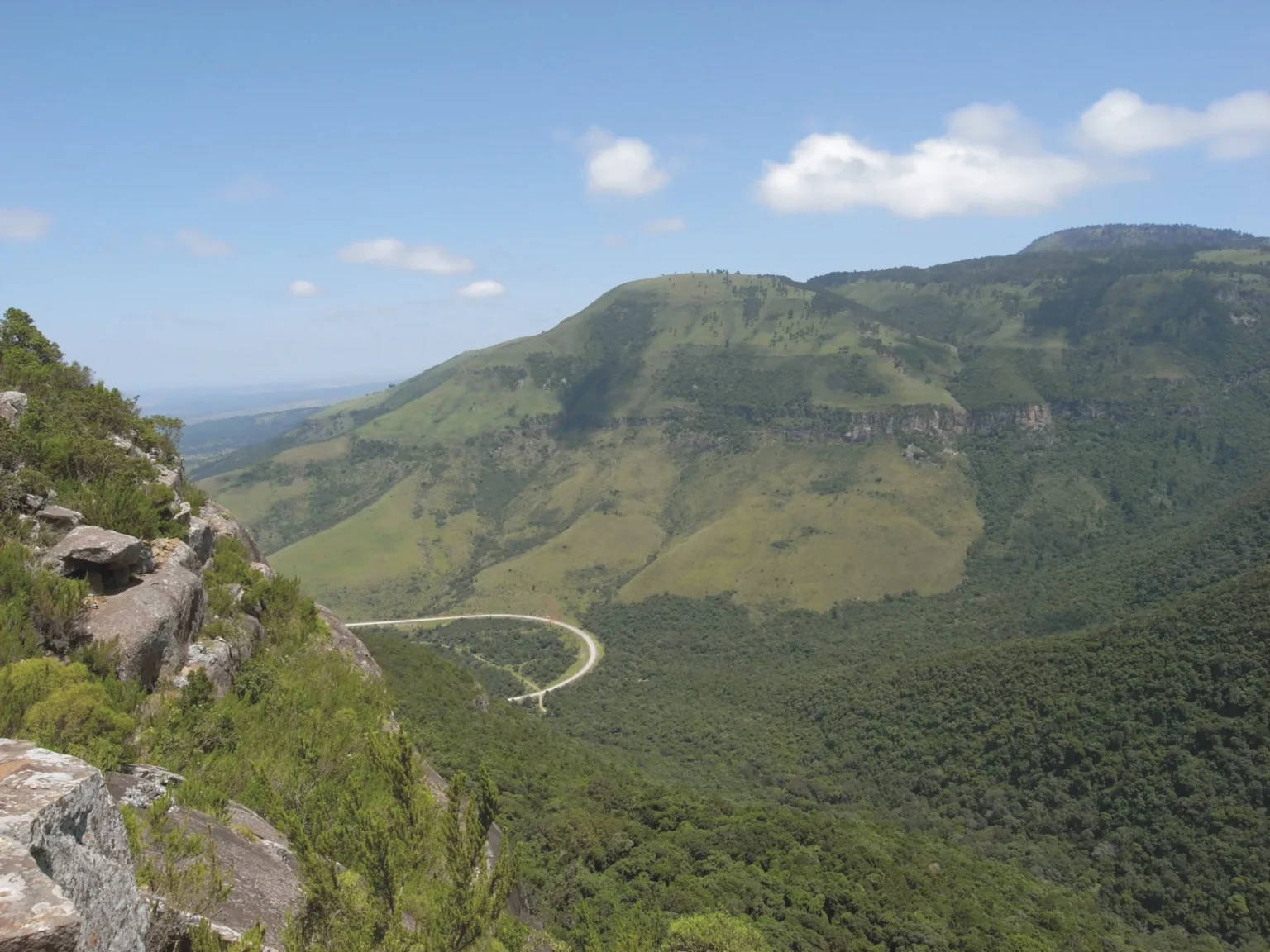 Amathole mountains auckland forest 1 1 scaled.webp.webp