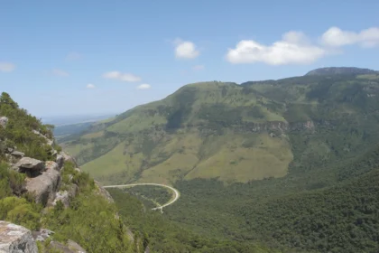 Amathole mountains auckland forest 1 1 scaled.webp.webp