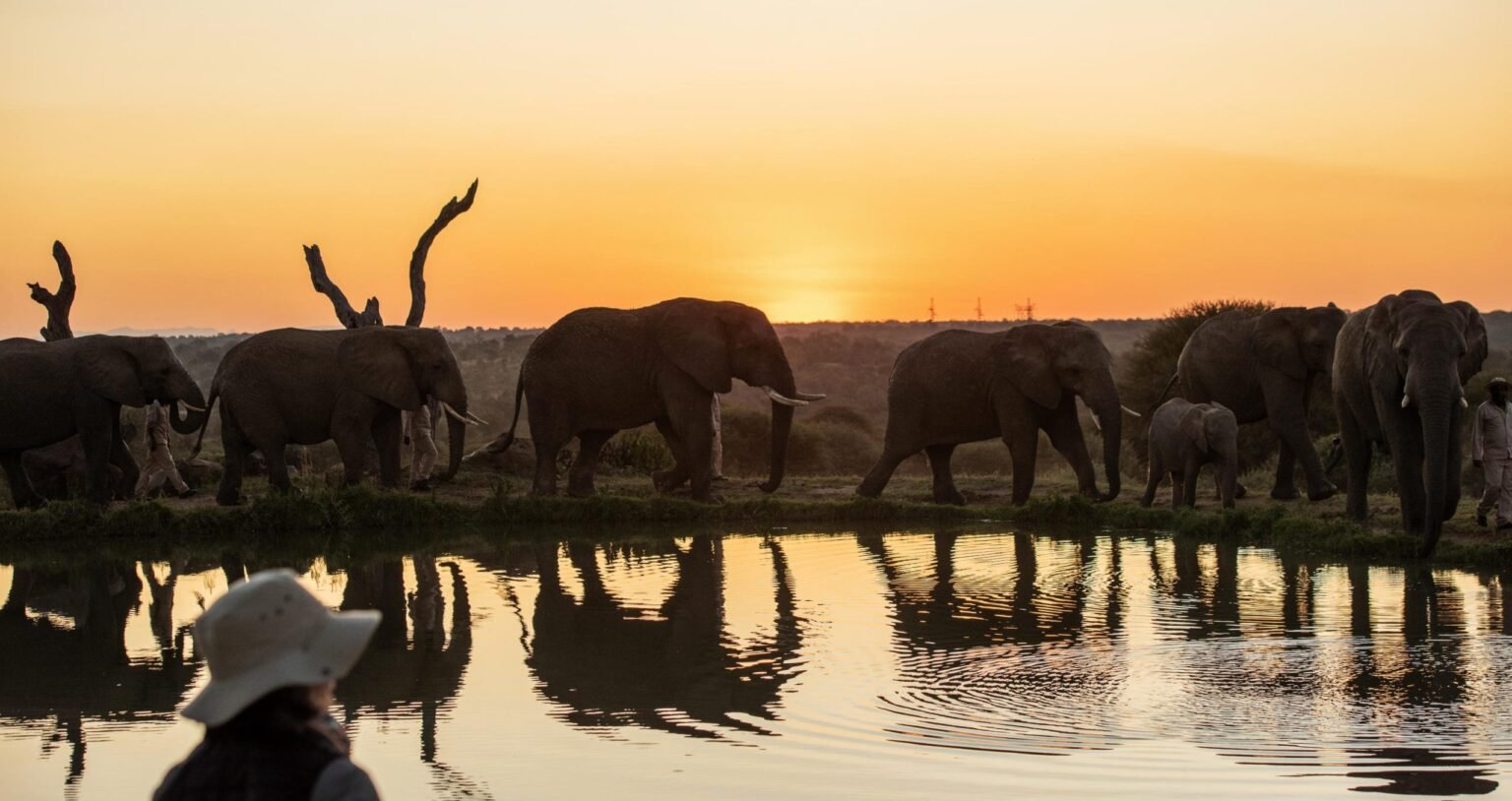Elephant sunset scaled e1770199240315.jpg