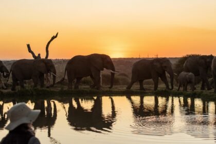 Elephant sunset scaled e1770199240315.jpg