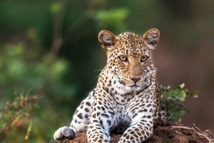 Leopard in South Luangwa Zambia.jpg