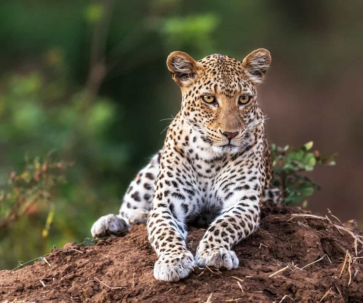 Leopard in South Luangwa Zambia.jpg