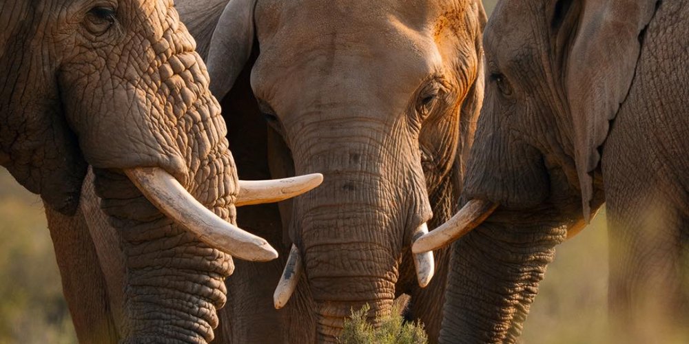 New Aquila Private Game Reserve Ramadan 2026.jpg