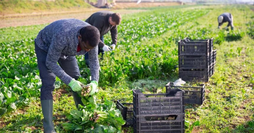 Skills for a farming business.jpg