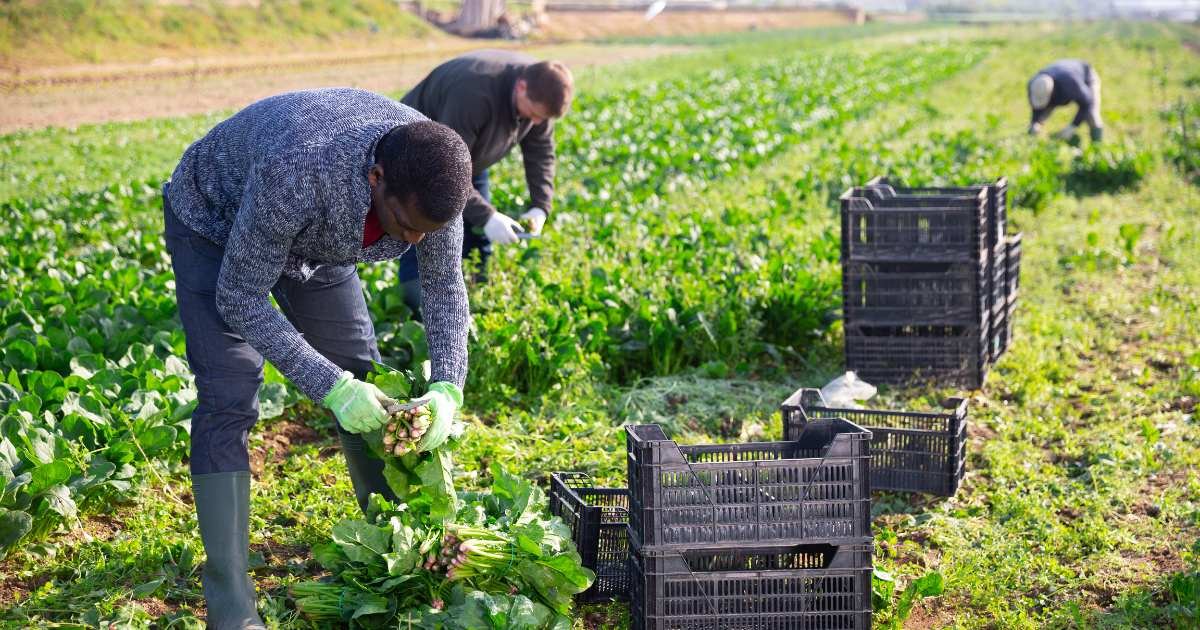 Skills for a farming business.jpg