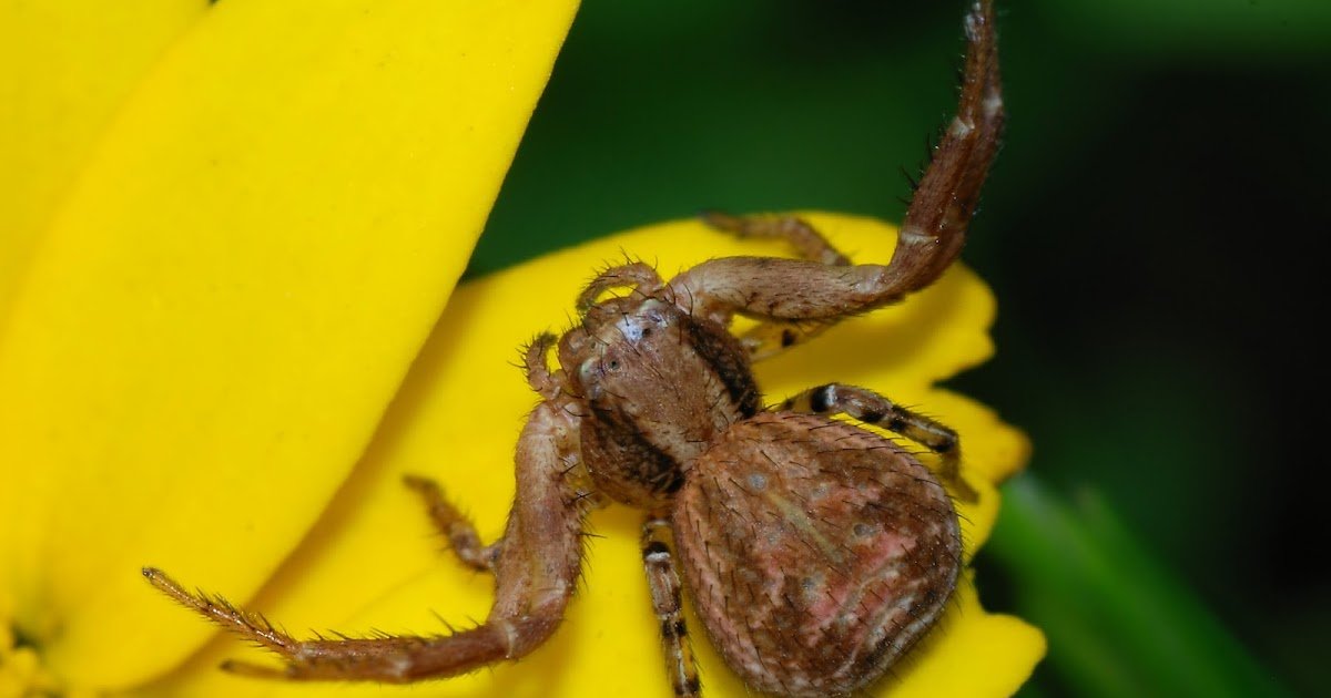 Spider March 2008 1.jpg