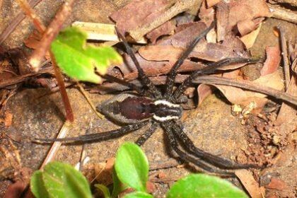 Article 56756 cover en US.jpg