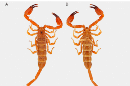 Diversity 18 00121 g002.png