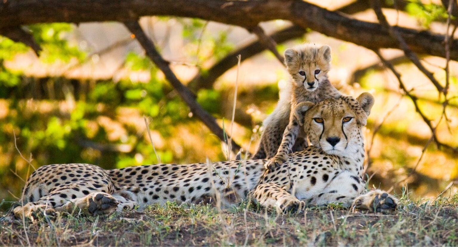Mother cheetah and her cub in the savannah kenya tanzania africa national park serengeti maasai mara.jpeg