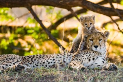 Mother cheetah and her cub in the savannah kenya tanzania africa national park serengeti maasai mara.jpeg