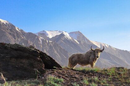 031326 SM yak main.jpg