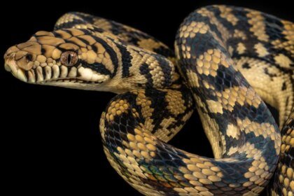 032426 RS snakes main.jpg