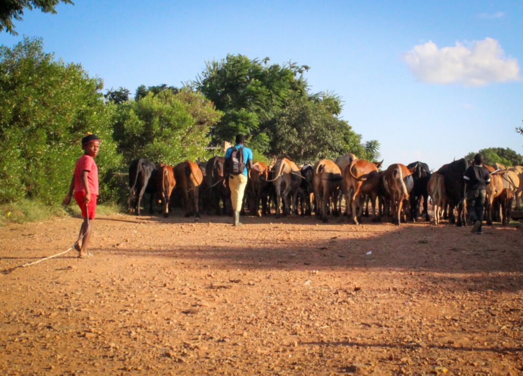 IMG 9220 1 1024x735.jpg