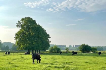 Cattle cows green grasslands.jpg