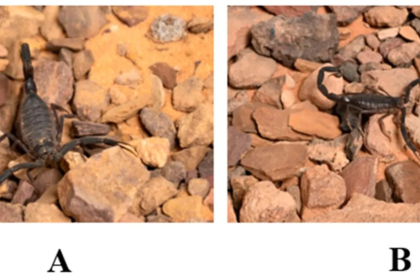 Diversity 18 00149 g002.png