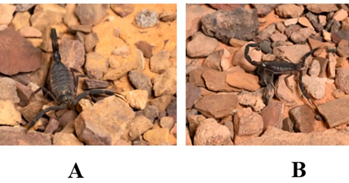 Diversity 18 00149 g002.png