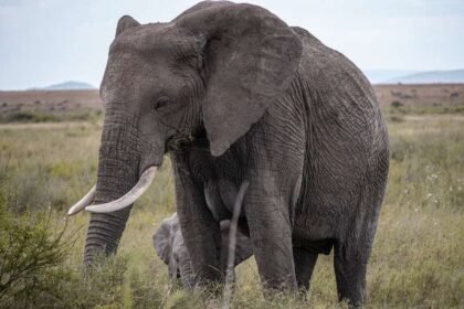Elephant kenya.jpg