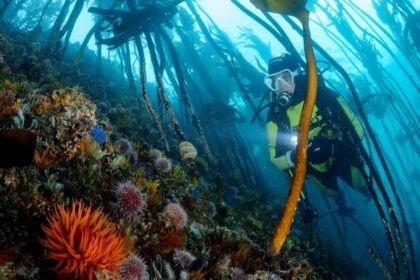 Pisces divers 1 1 1.jpg