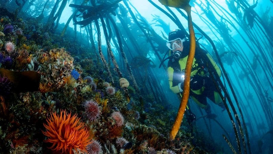 Pisces divers 1 1 1.jpg