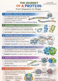 Protein folding infographic sequence to shape thesciencenotes.png 200x300.png