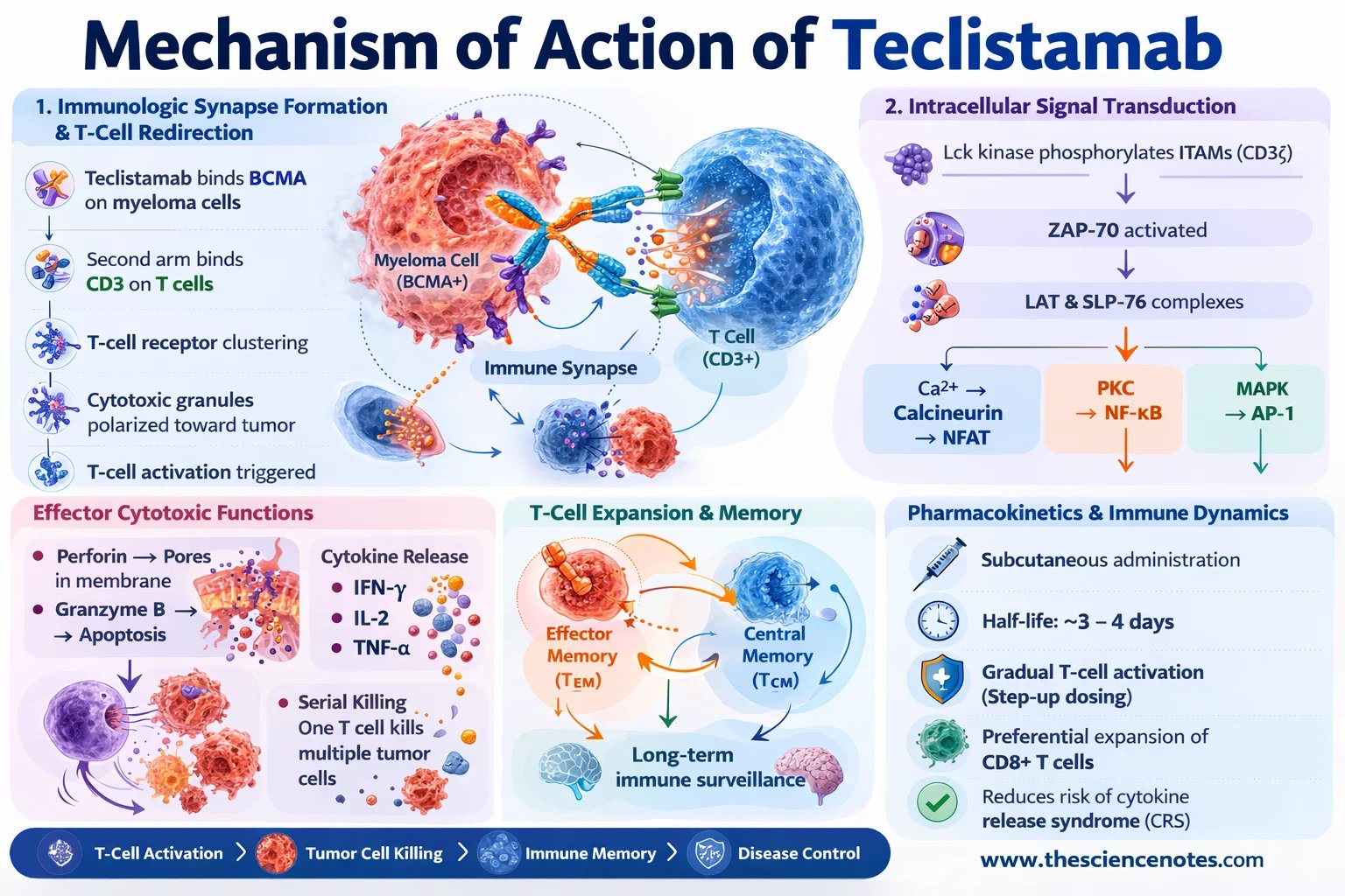 Teclistamab mechanism of action bcma cd3 tcell activation.png.png