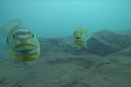 You looking at me web.png