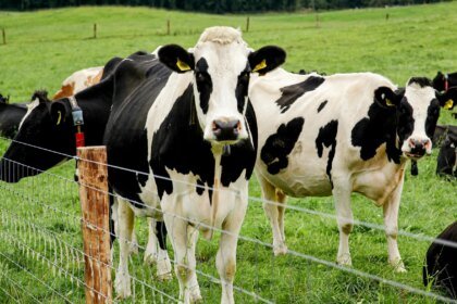 040926 TS cattleH5N1 main 80f4e9.jpg