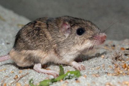 041626 EG mice main.jpg