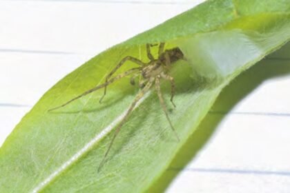 1776079947 Capture.JPG