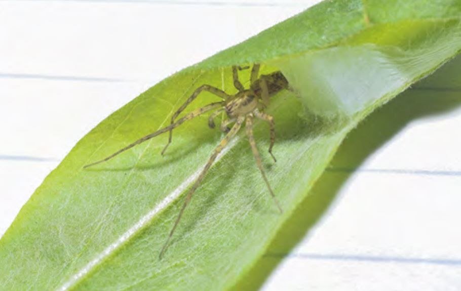 1776079947 Capture.JPG