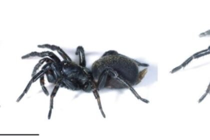 1777334784 Capture.JPG