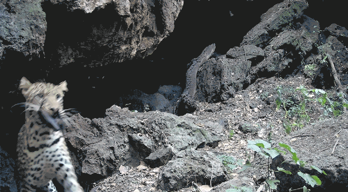 2026 04 20 NEWS Bat cave interactions GIF.gif