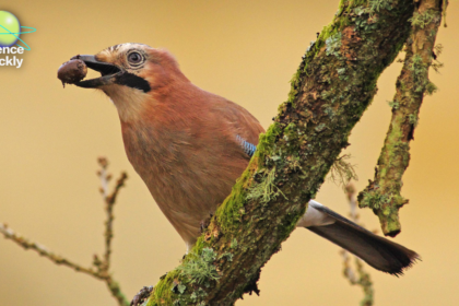 2604 SQ FRI BIRDS DINO.png