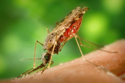 Anopheles mosquito 1.png