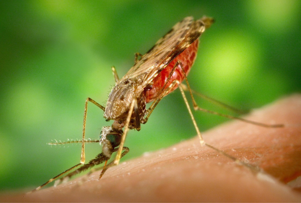 Anopheles mosquito 1.png