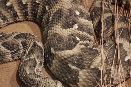 Kopf einer Puffotter.jfif .jpeg