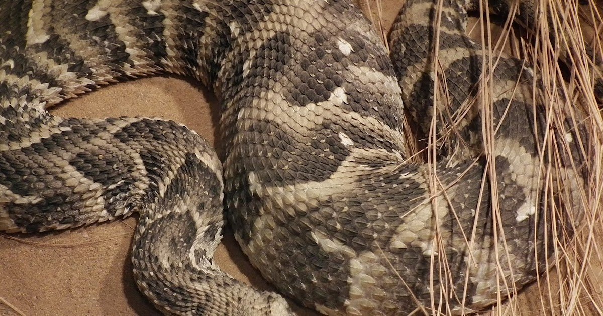 Kopf einer Puffotter.jfif .jpeg