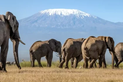 Elephants kilimanjaro angama amboseli amboseli national park kenya e1771845217368.webp.webp