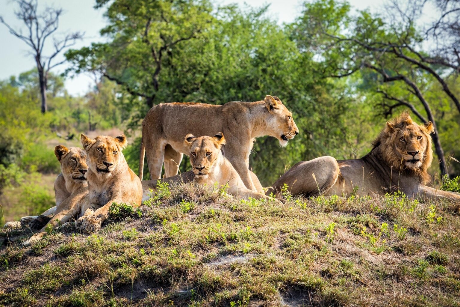 Lion family coming from kruger into sabi sands game reserve AdobeStock 219321375.jpg